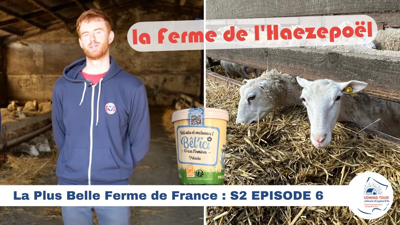 Bel'ici - Glace au lait de brebis des Flandres 🇫🇷 LA PLUS BELLE FERME DE FRANCE