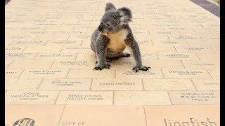 Walkways for Wildlife Pavers by Currumbin Wildlife Hospital 255 views 1 year ago 1 minute, 36 seconds
