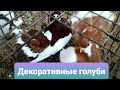 Обзор Декоративных голубей!