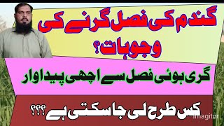 Wheat loding reasons || How to save and increase Wheat grain yield | kisan dost tv pk. screenshot 3