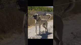 powerful and scary legendary shepherd dog kangal #dog #funny #kangal #viral #animals #pets #shorts