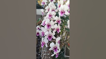 Hoa lan nở rộ tuyệt đẹp.#bonsai #caycanh #flowers #tamtrang