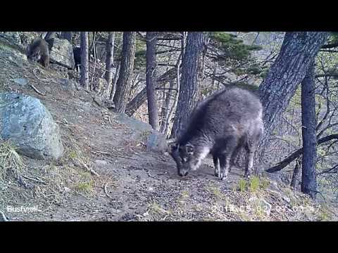 Амурский горал