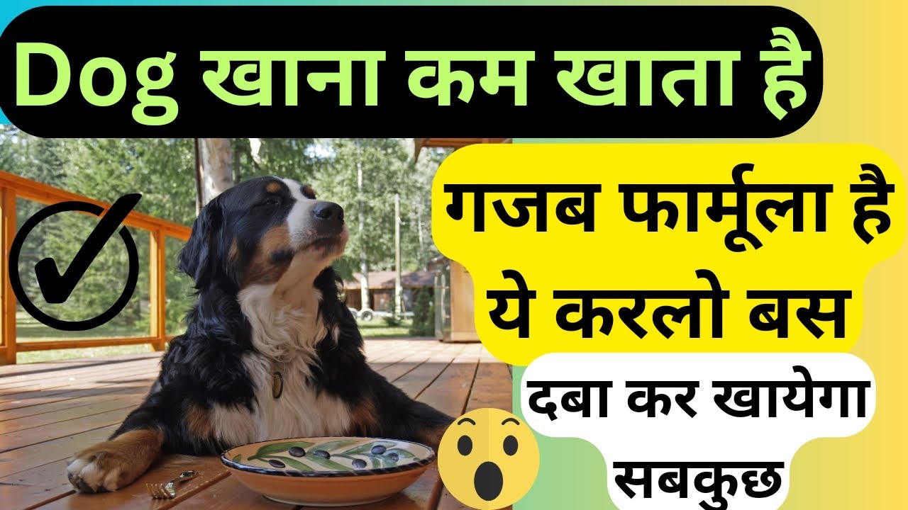 dog-not-eating-food-solution-here-gsd-dog-puppy-yt-youtube