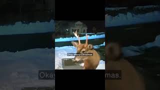 Deer Caught Red-Handed Eating Holiday Decor—What Happens Next Is Hilarious! 🦌🎄 #HolidayAnimals