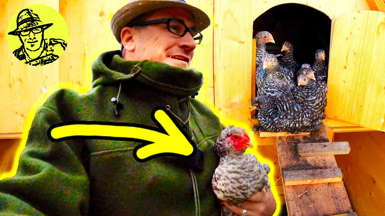 Hühner vs. Fuchs und Marder 😮 Rigotti unter Strom.