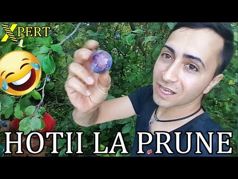 AMINTIRI DIN COPILARIE - Episodul 2 - LA FURAT DE PRUNE + DRIFTURI PERICULOASE