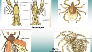 Движение многоклеточных животных