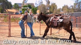 Spending a day on the farm 5AM6:00PM | restocking hay, cleaning stalls, riding