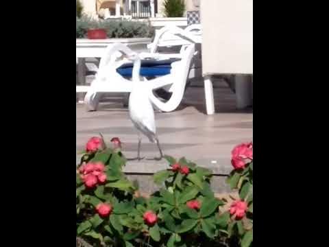 Египетская цапля - YouTube