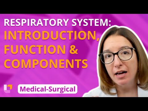 Respiratory System: Introduction, Function, Components - Medical-Surgical (Med-Surg) @Level Up RN