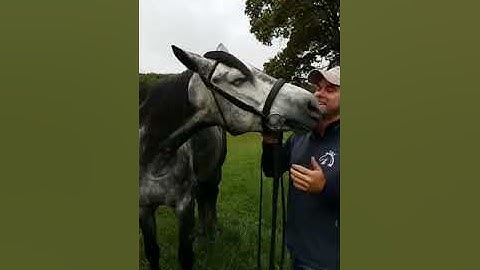 Snaffle bit adjustment