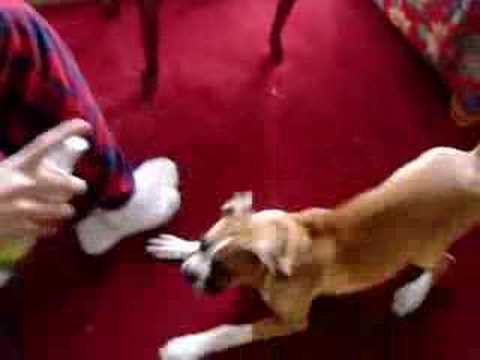 My dog sounds like chewbacca