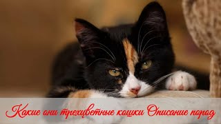 Какие они трехцветные кошки Описание пород  What are they tricolor cats description of breeds