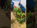 タイの輸出用フルーツを守る秘密の緑色コーティング