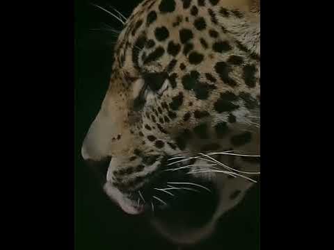 Jaguar VS Saltwater crocodile edit 🔥#shorts #jaguar #crocodile - YouTube