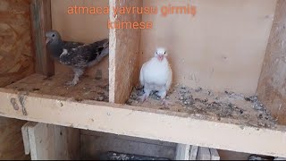 ABONE OL #güvercin #pigeon #ankara #baby atmaca yavrusuna benzeyen güvercin