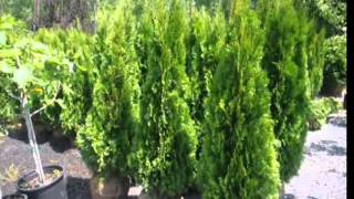 Craigslist add For Central NJ 3-4 ft Emerald Greens  2013 Pricing     XX Prices