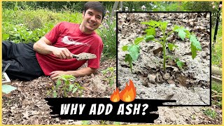 Fertilizing Tomatoes with Wood Ash | The Benefits