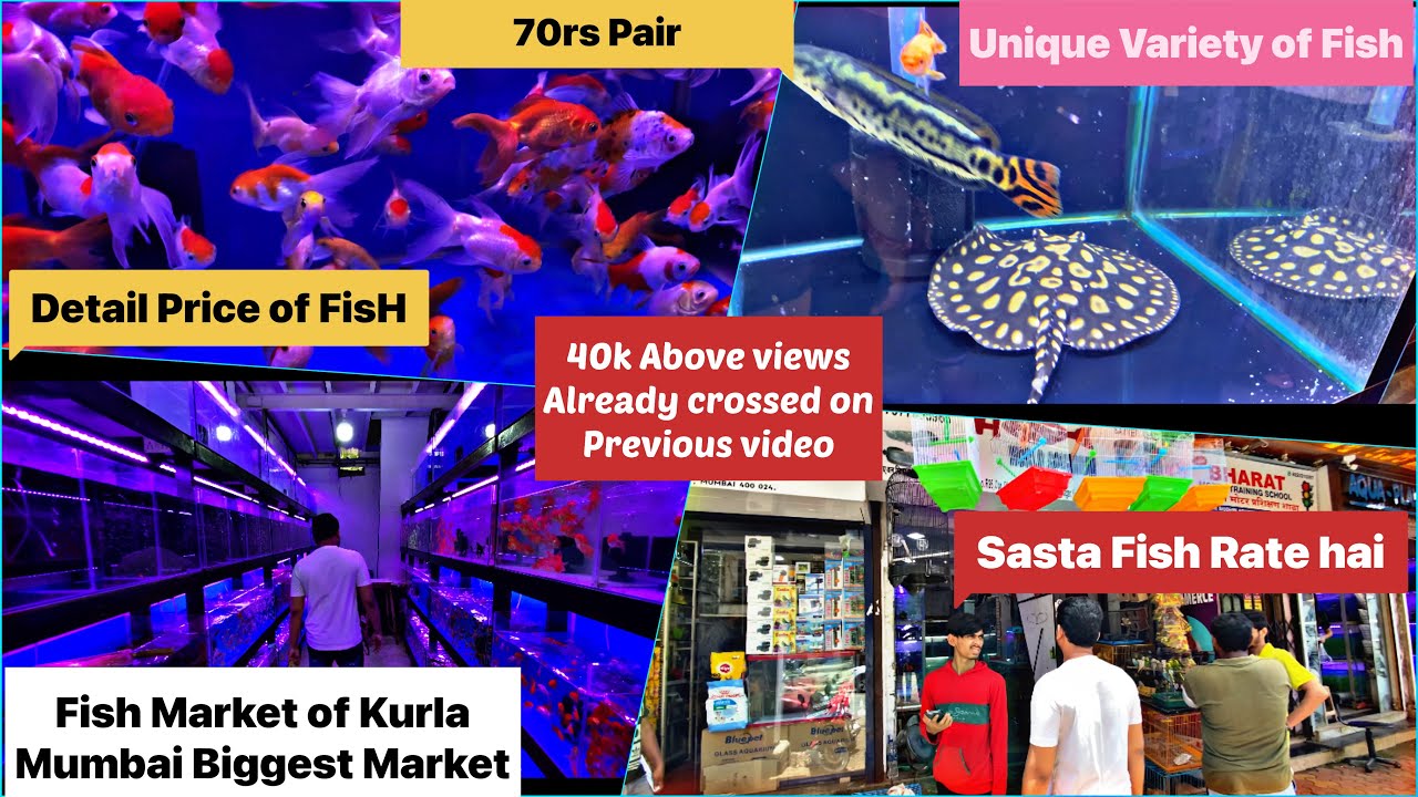 Fish Market Aquarium of Kurla Mumbai Biggest Fish Market Fish Price