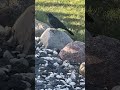 🤩 so cute grackle bird puffing up ☺️#backyard#nature#birds