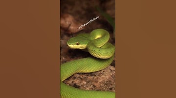 Cách sơ cứu cơ bản khi bị rắn lục đuôi đỏ cắn | @thegioiran