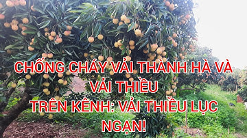 Công Thức Đánh Vải Thanh Hà Và Vải Thiều Chống Cháy quả Trên Kênh Vải Thiều Lục Ngạn