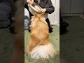 お出かけ前に毎回ぴょんって入る特技がかわいすぎる犬🐶