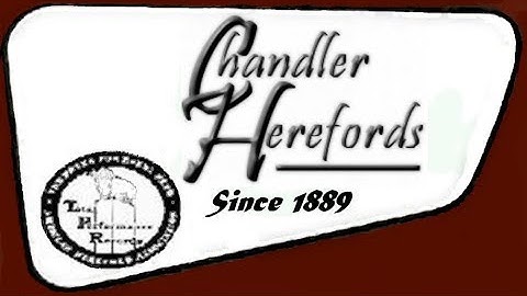 Sorting and processing calves and cows for weaning