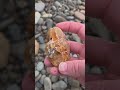 Willamette Valley Carnelian #rockhounding #agate