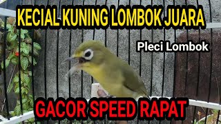 Suara Kecial Kuning Lombok Juara Ciak Jos Gacor Speed Rapat Masteran Asli || Pleci Lombok