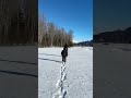Winter Hiking at Hunter Creek, Alaska | Fresh Snow and Counting! #shorts #alaskalife #huntercreek