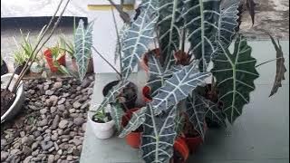 Keladi Amazon....Tips supaya tanaman tegak ...tidak doyong