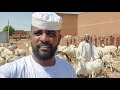 خرفان الضحيه الان في السودان 