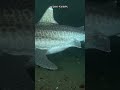 This 400 Year Old Shark Is Still Hunting in the Deep Ocean