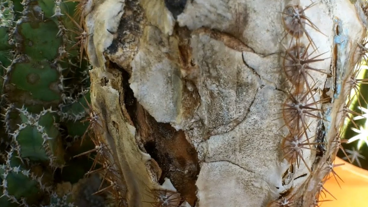 Cold damage on Cactus - YouTube