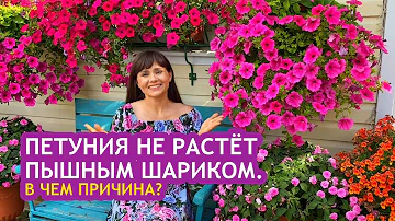 Петуния не растёт пышным шариком  В чем причина7