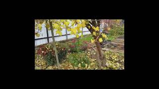 14 октября.  Гортензии, хризантемы,  канны, георгины