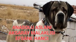 EFSANE MALAKLI HANCI! ANADOLU ASLANI AKSARAY MALAKLISI EFSANELER RESİTALİ! #malaklı #kangal #dog