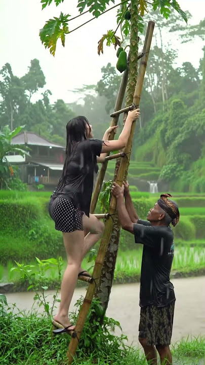 Kayaknya pepaya enak nih buat di rujak nanti setelah hujan reda #rain #hujan #beautiful