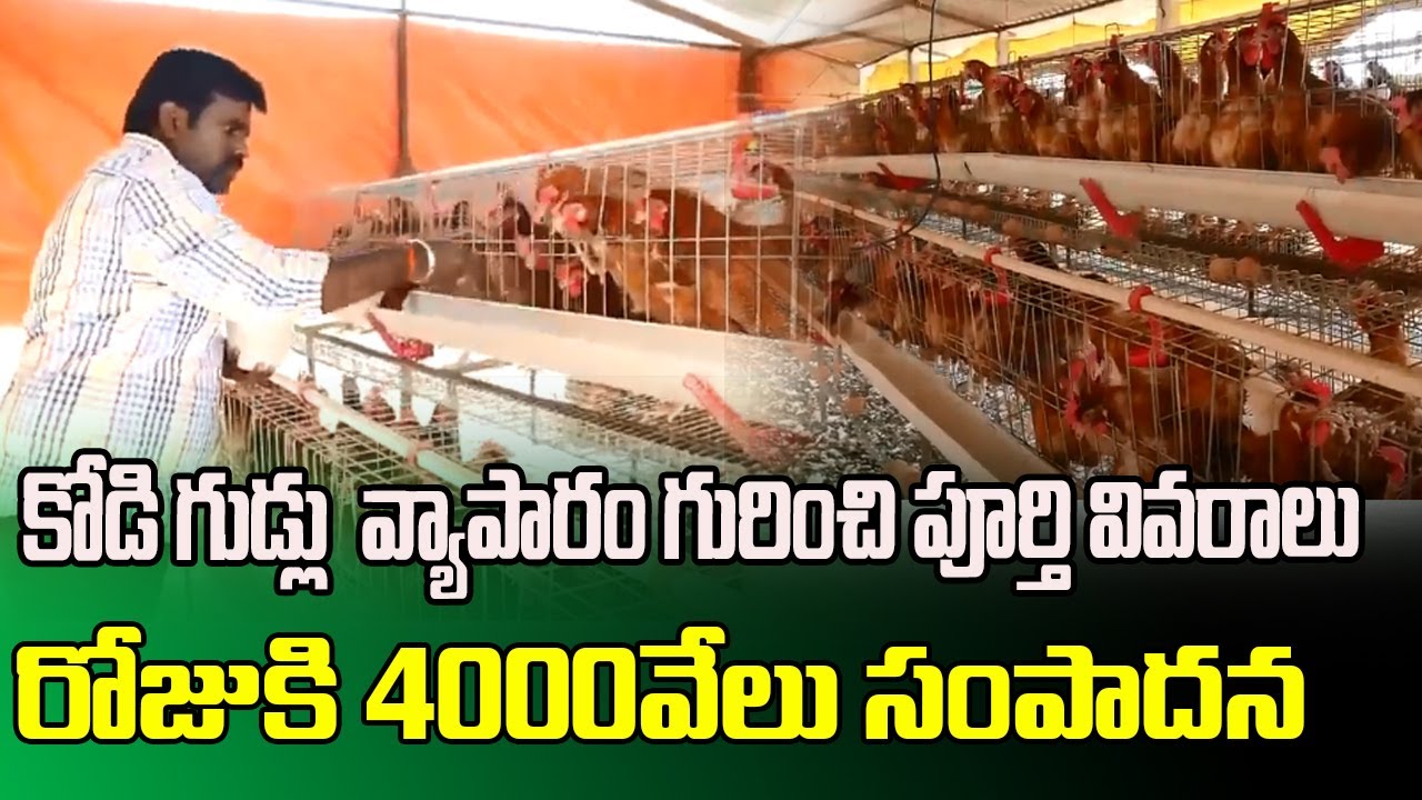 ORGANIC LAYER POULTRY FARM-ORGANIC EGG PRODUCTION|HOW TO GET HUGE PROFIT IN EGGS BUSINESS|SUMANTV