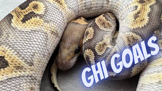 2022 Ball Python Clutch 4 Reveal - Ghi Xtreme Gene Clown x Mystic het Clown