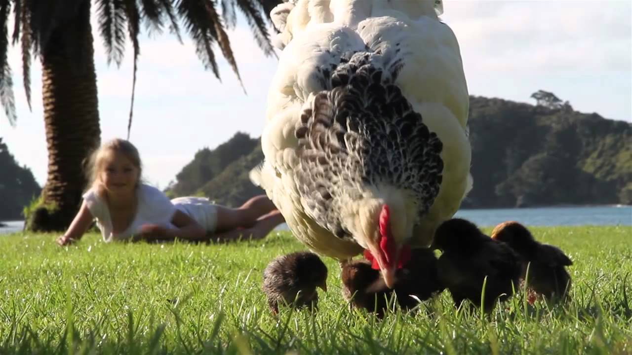 Pennys Baby Chickens First play outside! YouTube