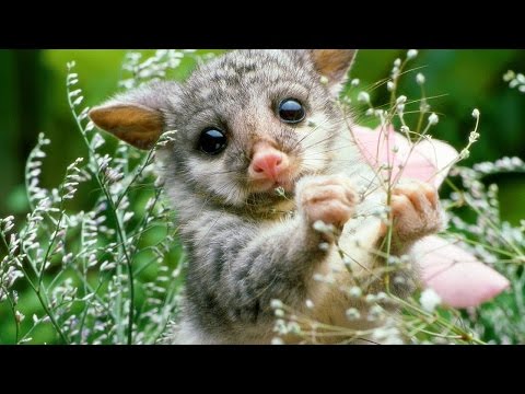 ^^СТРИМ^^ \\ 70 )0) \\ уруру \\ ♦Frutizm♦