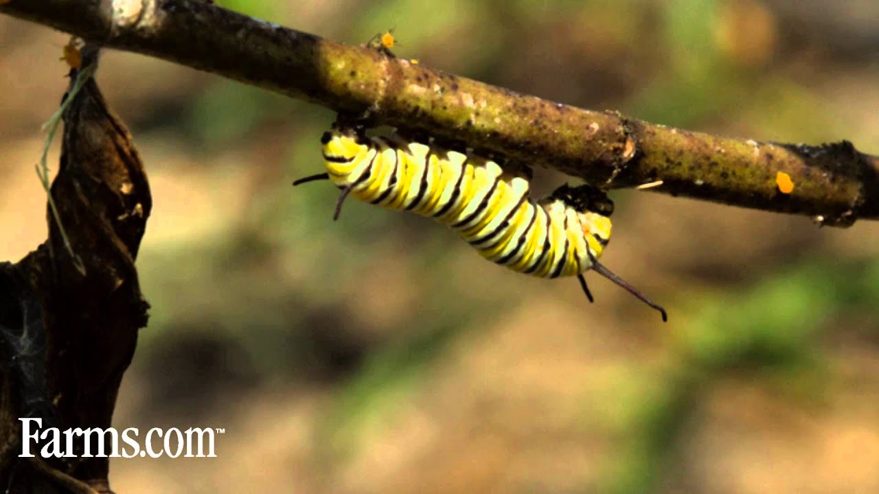 BASF biodiversity research focuses the Monarch Butterfly