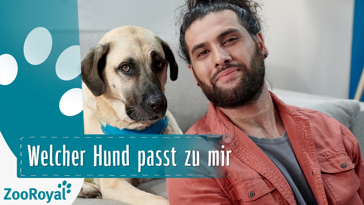 Update Welcher Hund passt zu mir? | Rund um den Hund mit Masih Samin | ZooRoyal