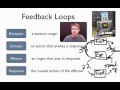 Elements of a Feedback Loop