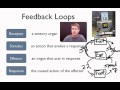 Mastering Feedback Loops in Biological Systems