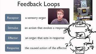 Elements of a Feedback Loop