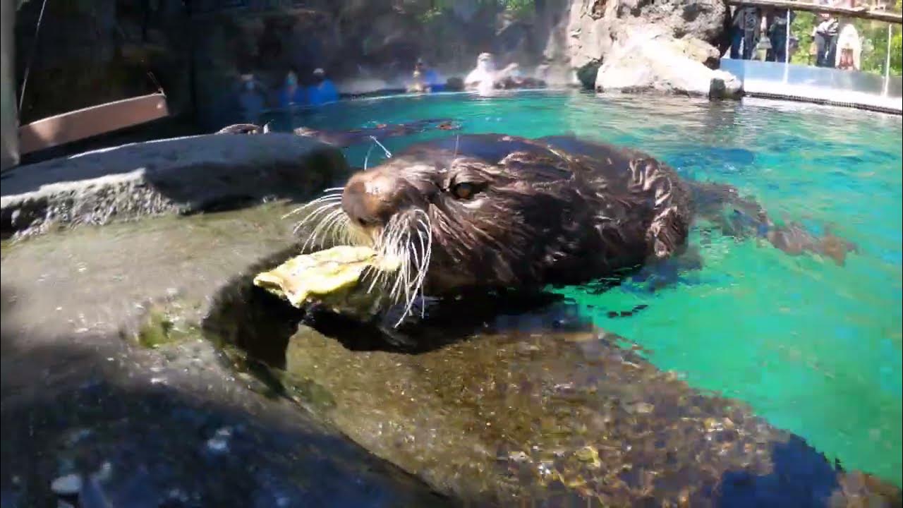 Sea Otter Eating Makes Crunchy Sounds With Clams, Oysters, Mussels
